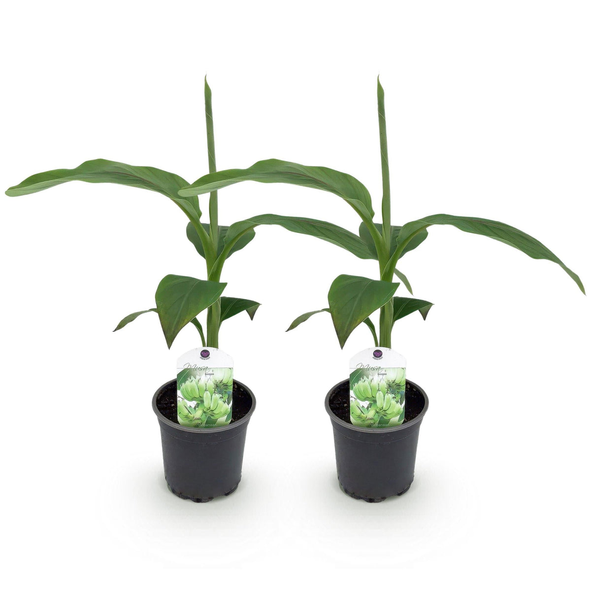 Bananen plant - Musa Basjoo - Winterhard - 2 planten - Forestbloom