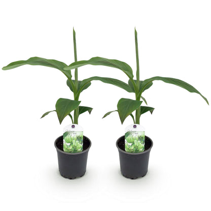 Bananen plant - Musa Basjoo - Winterhard - 2 planten - Forestbloom