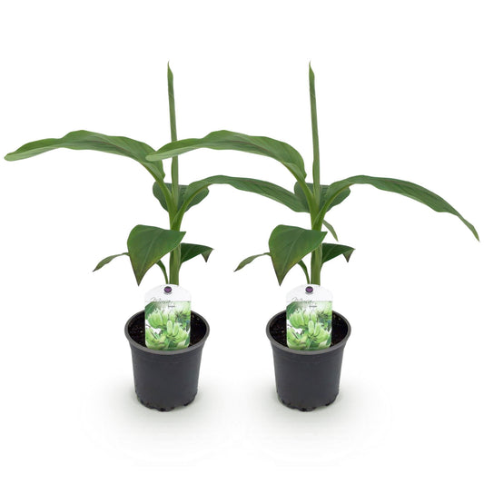 Bananen plant - Musa Basjoo - Winterhard - 2 planten - Forestbloom