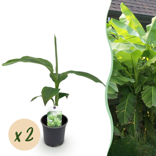 Bananen plant - Musa Basjoo - Winterhard - 2 planten - Forestbloom