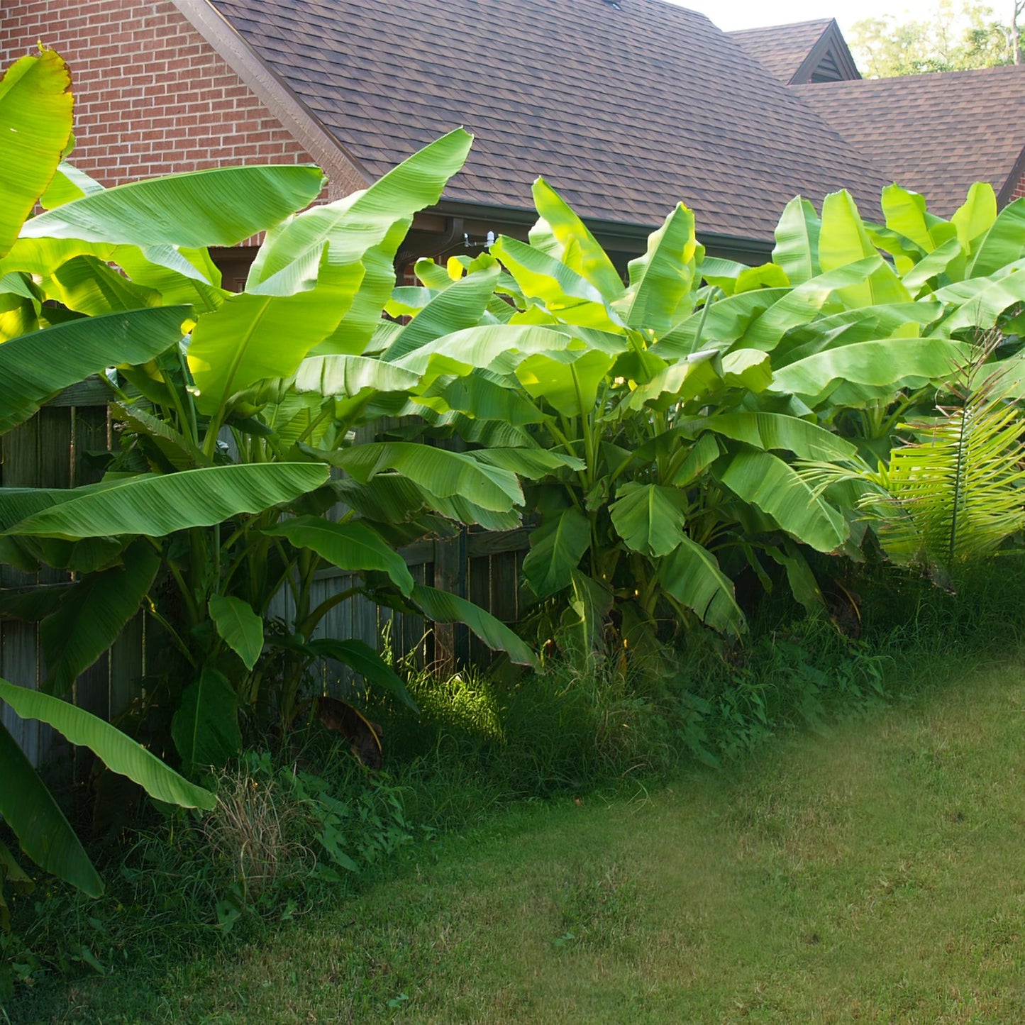 Bananen plant - Musa Basjoo - Winterhard - 4 planten - Forestbloom