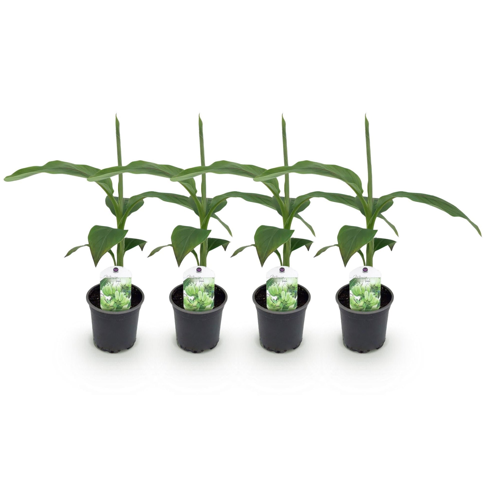 Bananen plant - Musa Basjoo - Winterhard - 4 planten - Forestbloom