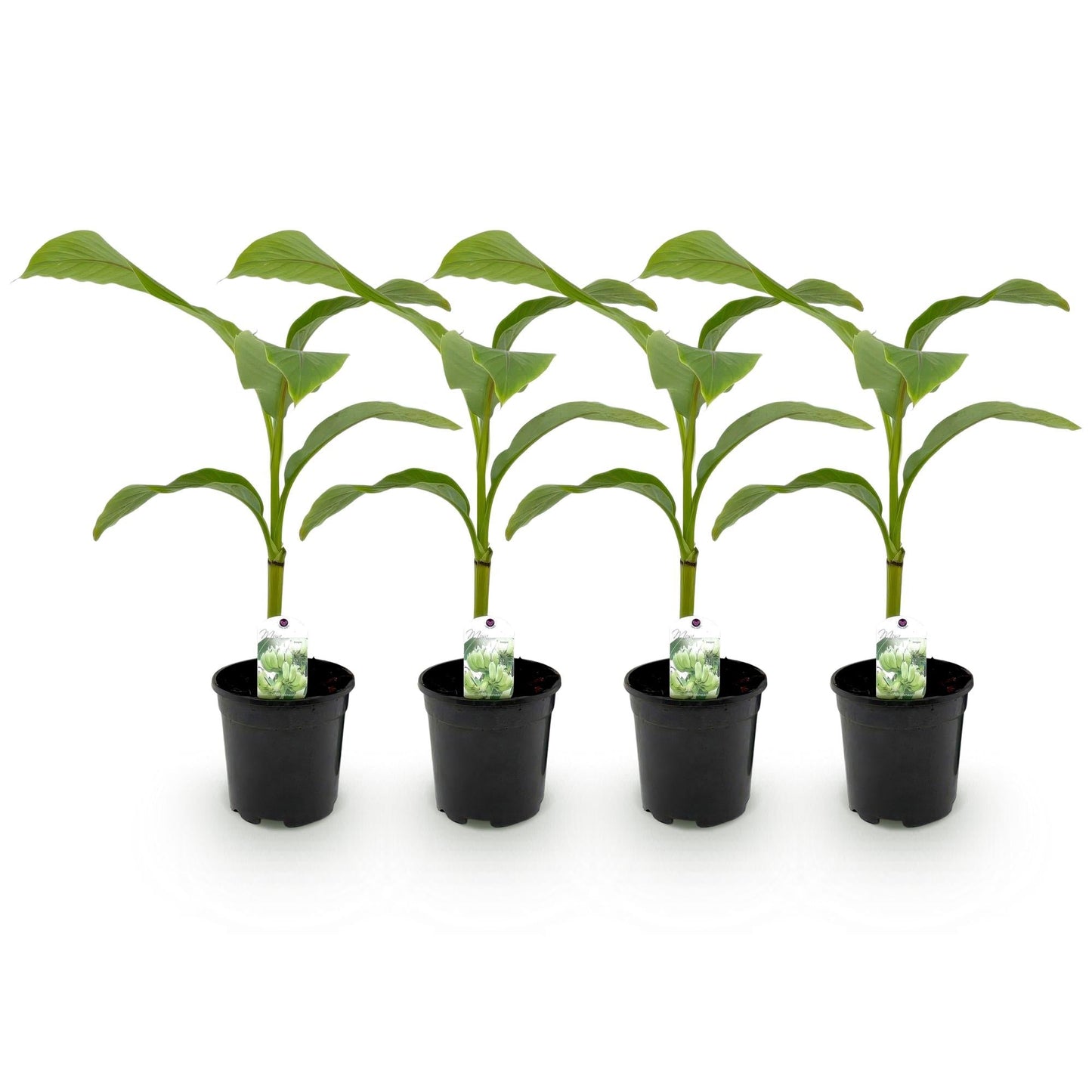 Bananen plant - Musa Basjoo - Winterhard - 4 planten - Forestbloom