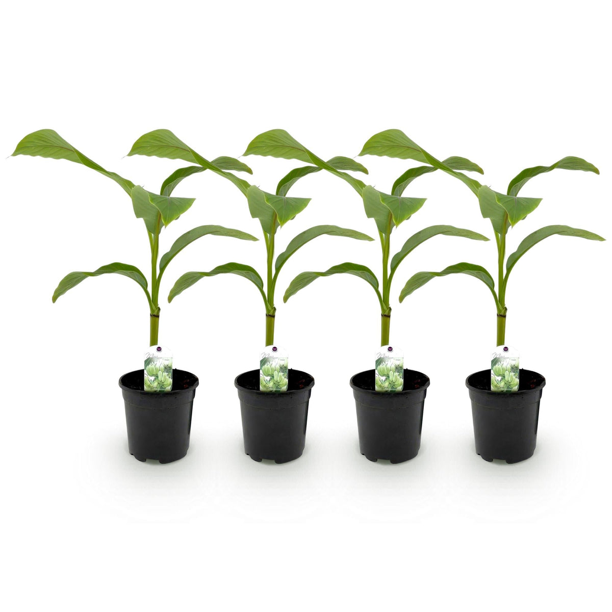 Bananen plant - Musa Basjoo - Winterhard - 4 planten - Forestbloom