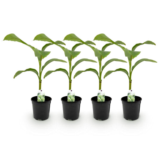 Bananen plant - Musa Basjoo - Winterhard - 4 planten - Forestbloom