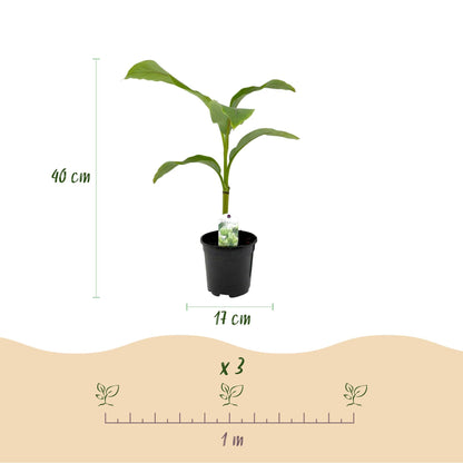Bananen plant - Musa Basjoo - Winterhard - 4 planten - Forestbloom