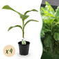 Bananen plant - Musa Basjoo - Winterhard - 4 planten - Forestbloom
