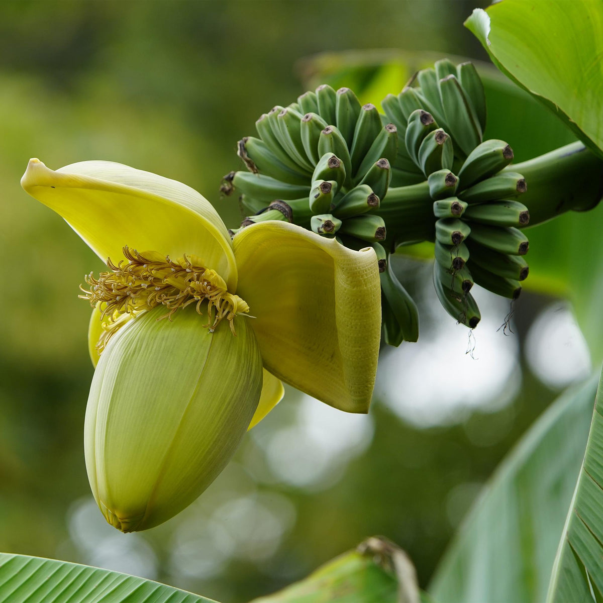 Bananen plant - Musa Basjoo - Winterhard - 4 planten - Forestbloom