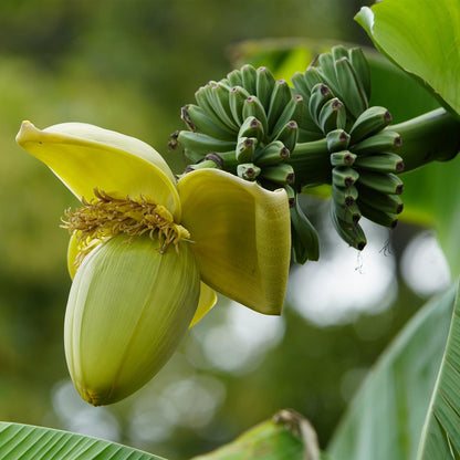 Bananen plant - Musa Basjoo - Winterhard - 6 planten - Forestbloom