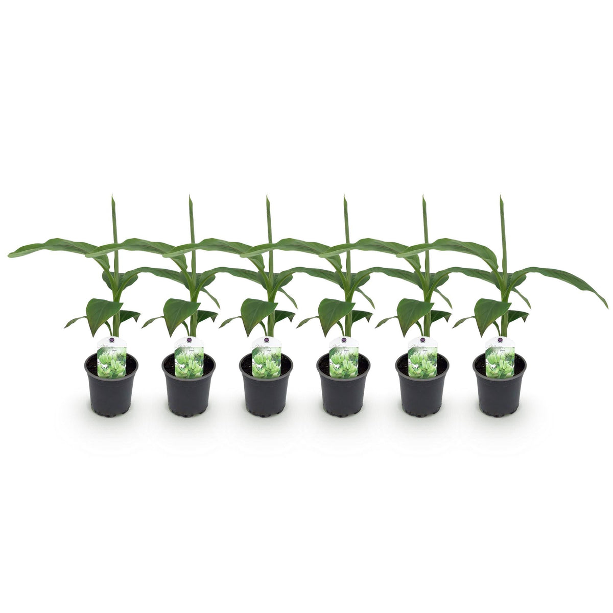 Bananen plant - Musa Basjoo - Winterhard - 6 planten - Forestbloom