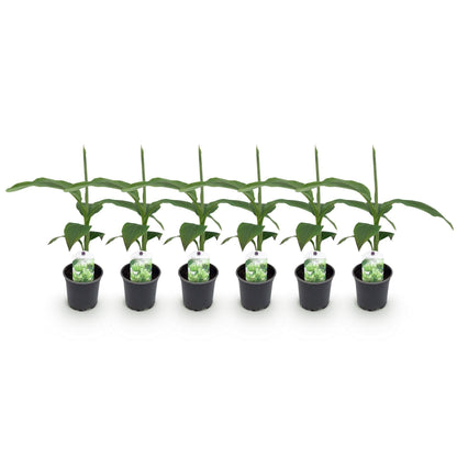 Bananen plant - Musa Basjoo - Winterhard - 6 planten - Forestbloom
