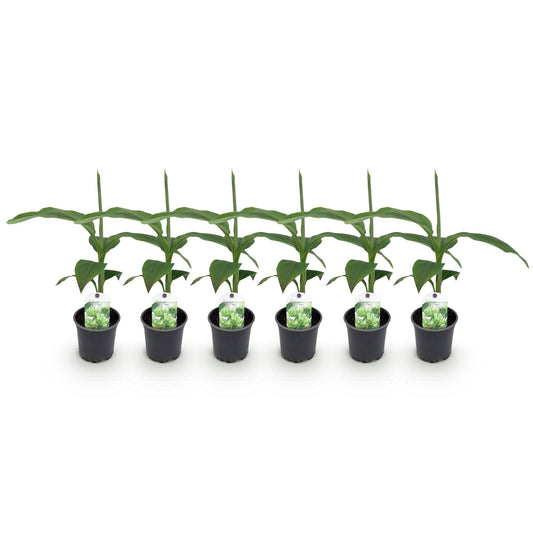 Bananen plant - Musa Basjoo - Winterhard - 6 planten - Forestbloom