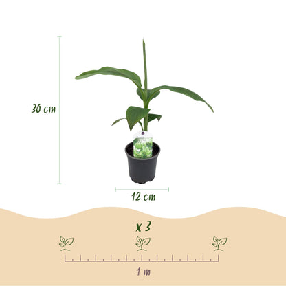 Bananen plant - Musa Basjoo - Winterhard - 6 planten - Forestbloom
