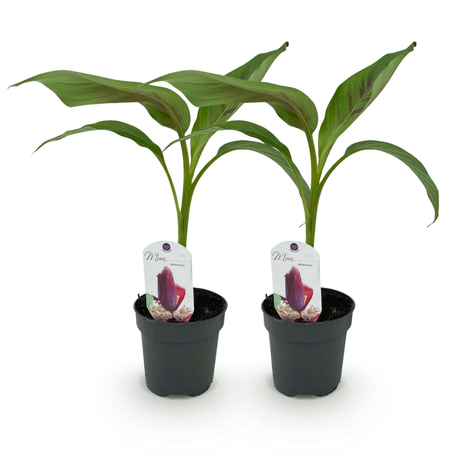 Bananen plant - Musa sikkemensis Red Tiger - Winterhard - 2 planten - Forestbloom