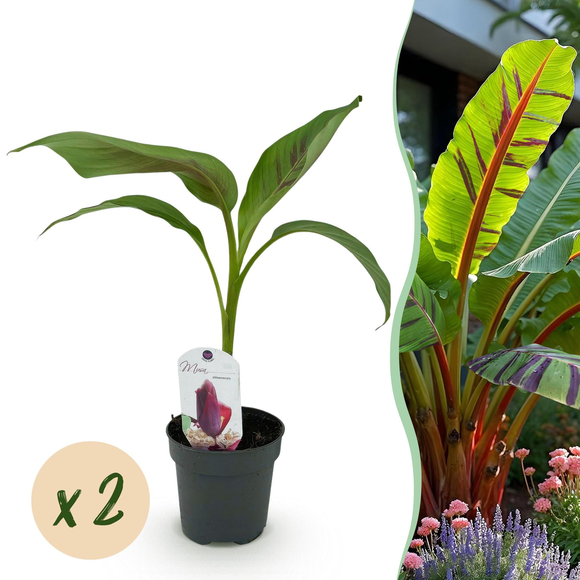 Bananen plant - Musa sikkemensis Red Tiger - Winterhard - 2 planten - Forestbloom