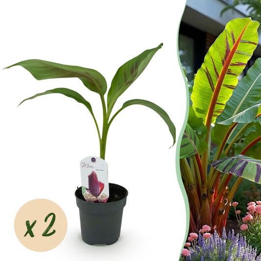 Bananen plant - Musa sikkemensis Red Tiger - Winterhard - 2 planten - Forestbloom