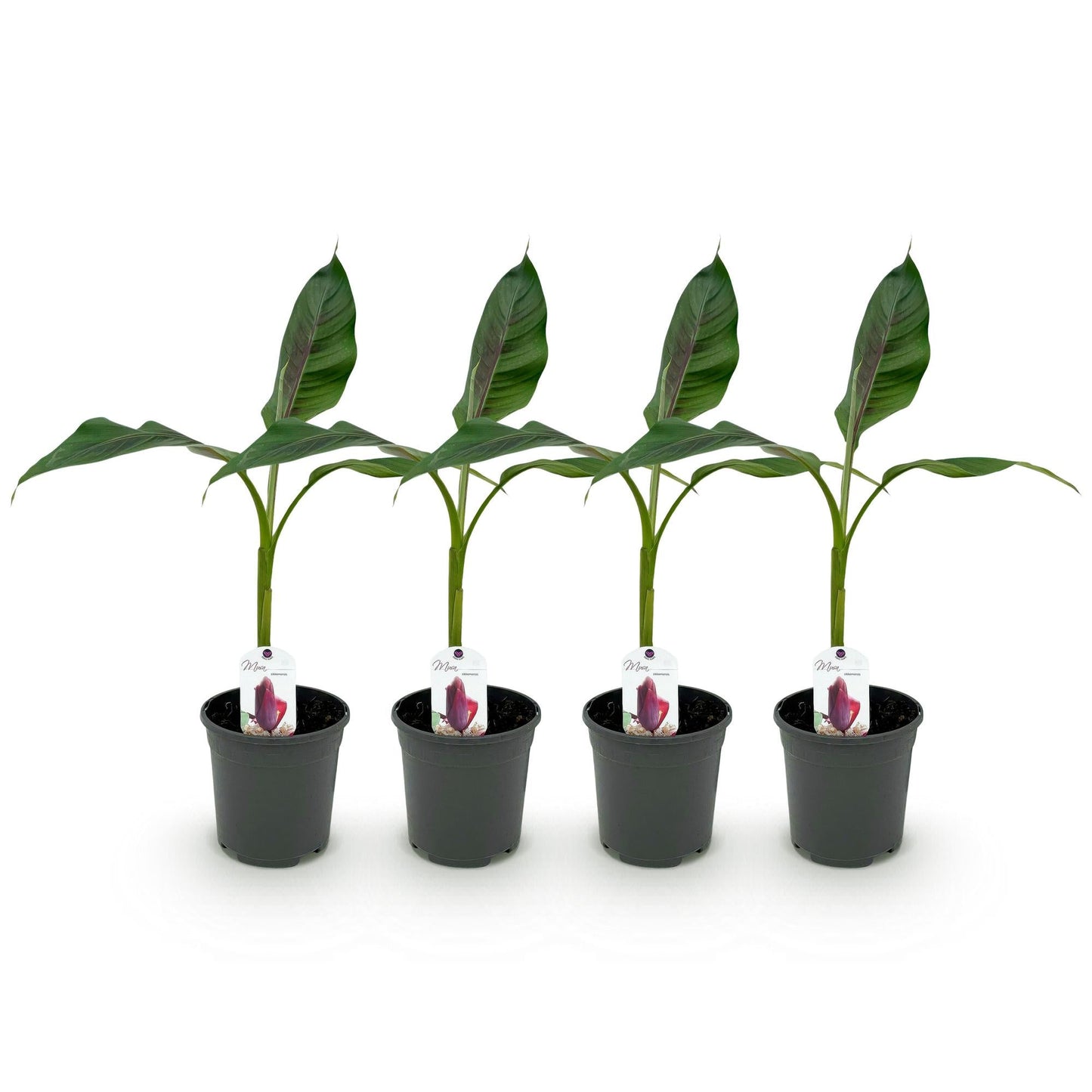 Bananen plant - Musa sikkemensis Red Tiger - Winterhard - 4 planten - Forestbloom