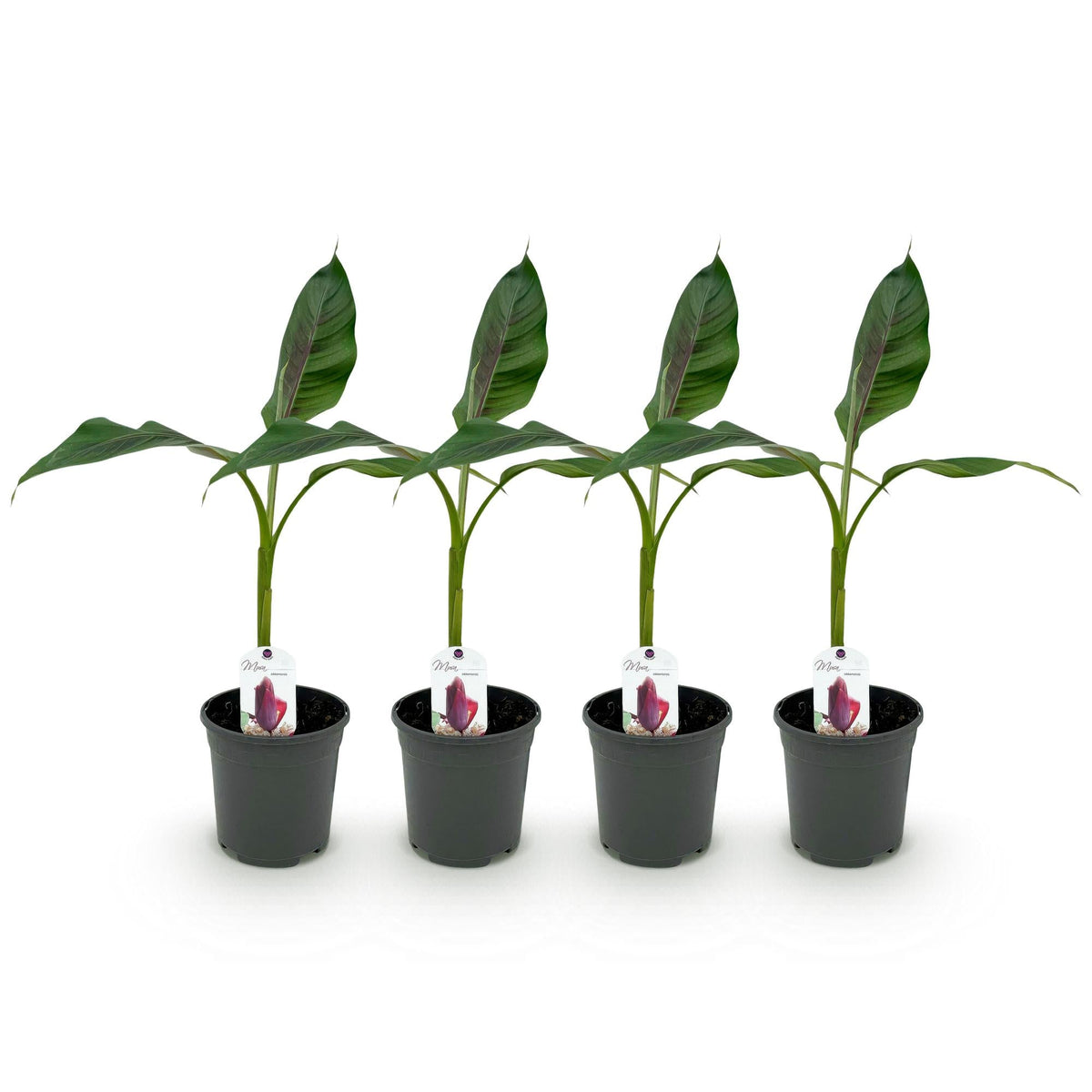 Bananen plant - Musa sikkemensis Red Tiger - Winterhard - 4 planten - Forestbloom