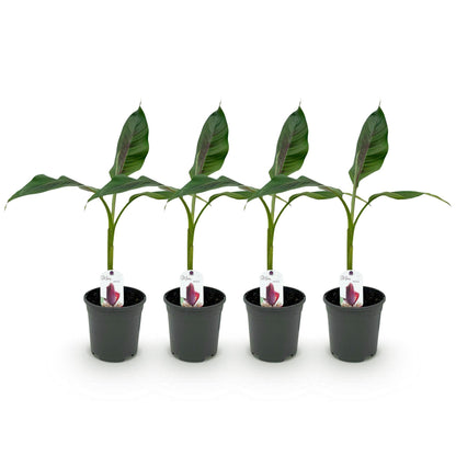 Bananen plant - Musa sikkemensis Red Tiger - Winterhard - 4 planten - Forestbloom