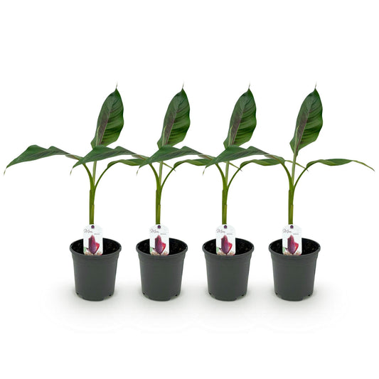 Bananen plant - Musa sikkemensis Red Tiger - Winterhard - 4 planten - Forestbloom