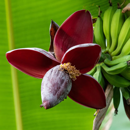 Bananen plant - Musa sikkemensis Red Tiger - Winterhard - 4 planten - Forestbloom