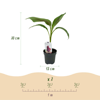 Bananen plant - Musa sikkemensis Red Tiger - Winterhard - 4 planten - Forestbloom