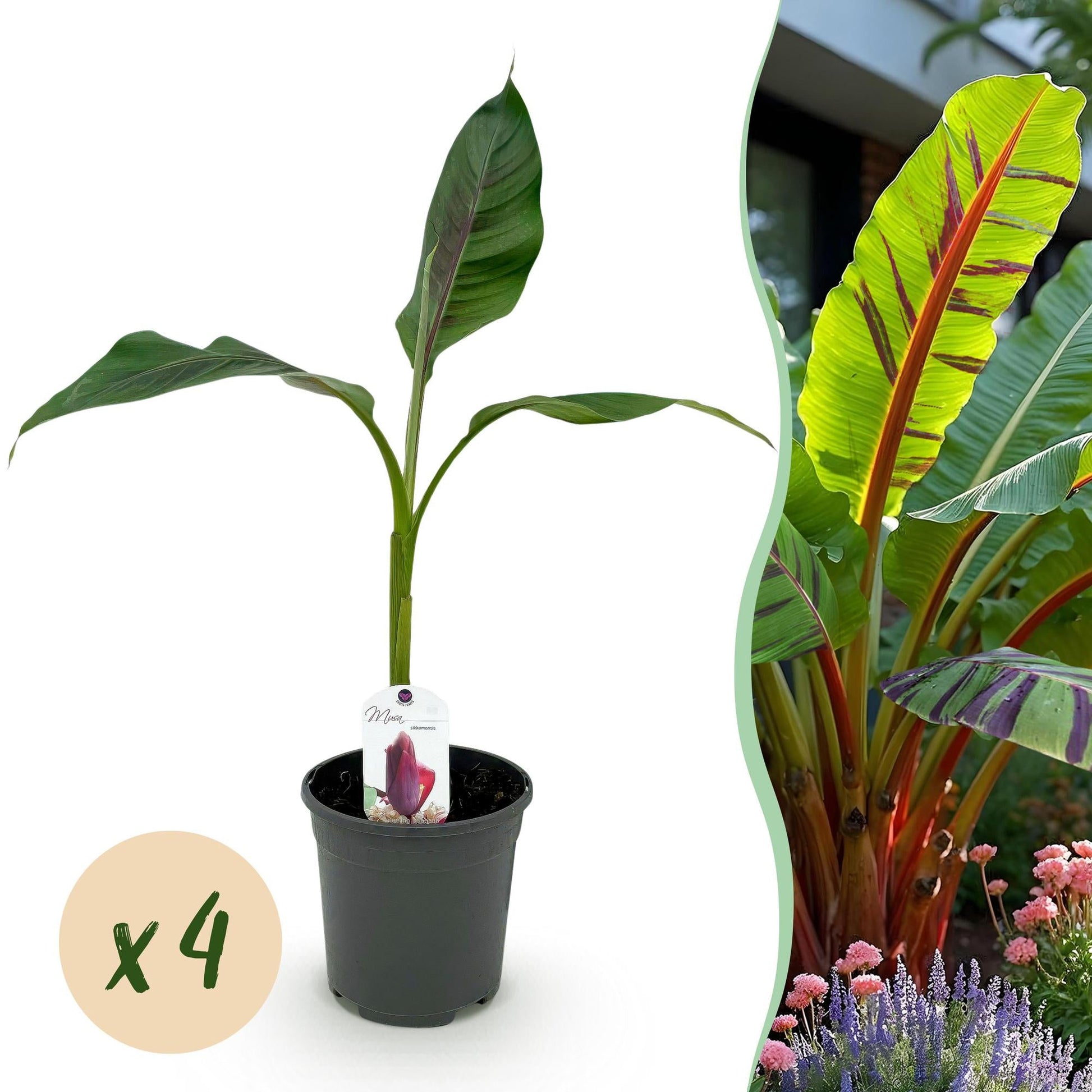 Bananen plant - Musa sikkemensis Red Tiger - Winterhard - 4 planten - Forestbloom