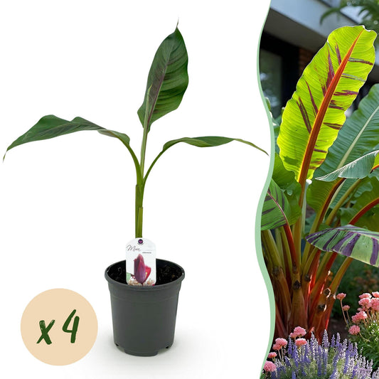 Bananen plant - Musa sikkemensis Red Tiger - Winterhard - 4 planten - Forestbloom