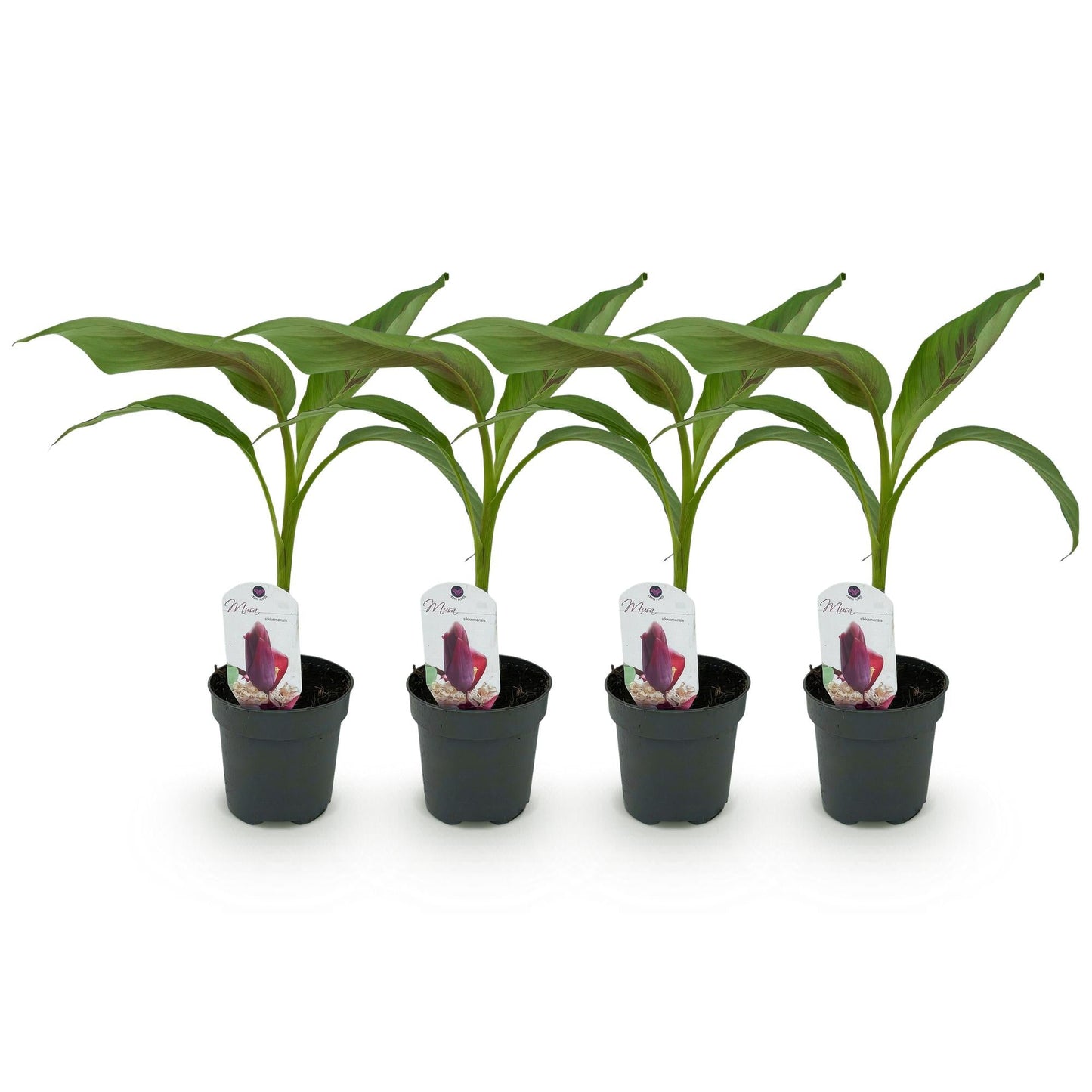 Bananen plant - Musa sikkemensis Red Tiger - Winterhard - 4 planten - Forestbloom
