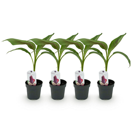 Bananen plant - Musa sikkemensis Red Tiger - Winterhard - 4 planten - Forestbloom