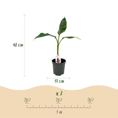 Bananen plant - Musa sikkemensis Red Tiger - Winterhard - 4 planten - Forestbloom