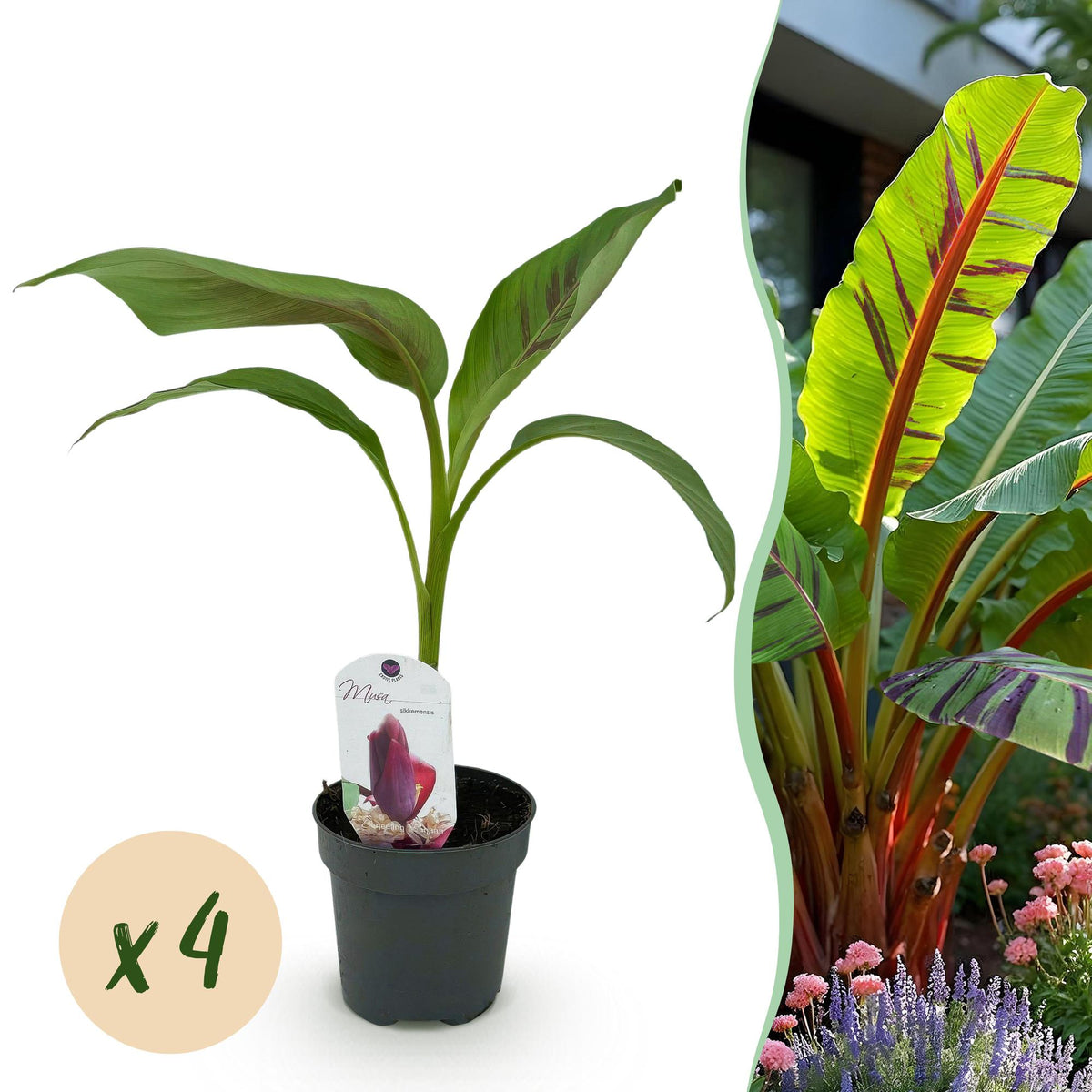 Bananen plant - Musa sikkemensis Red Tiger - Winterhard - 4 planten - Forestbloom