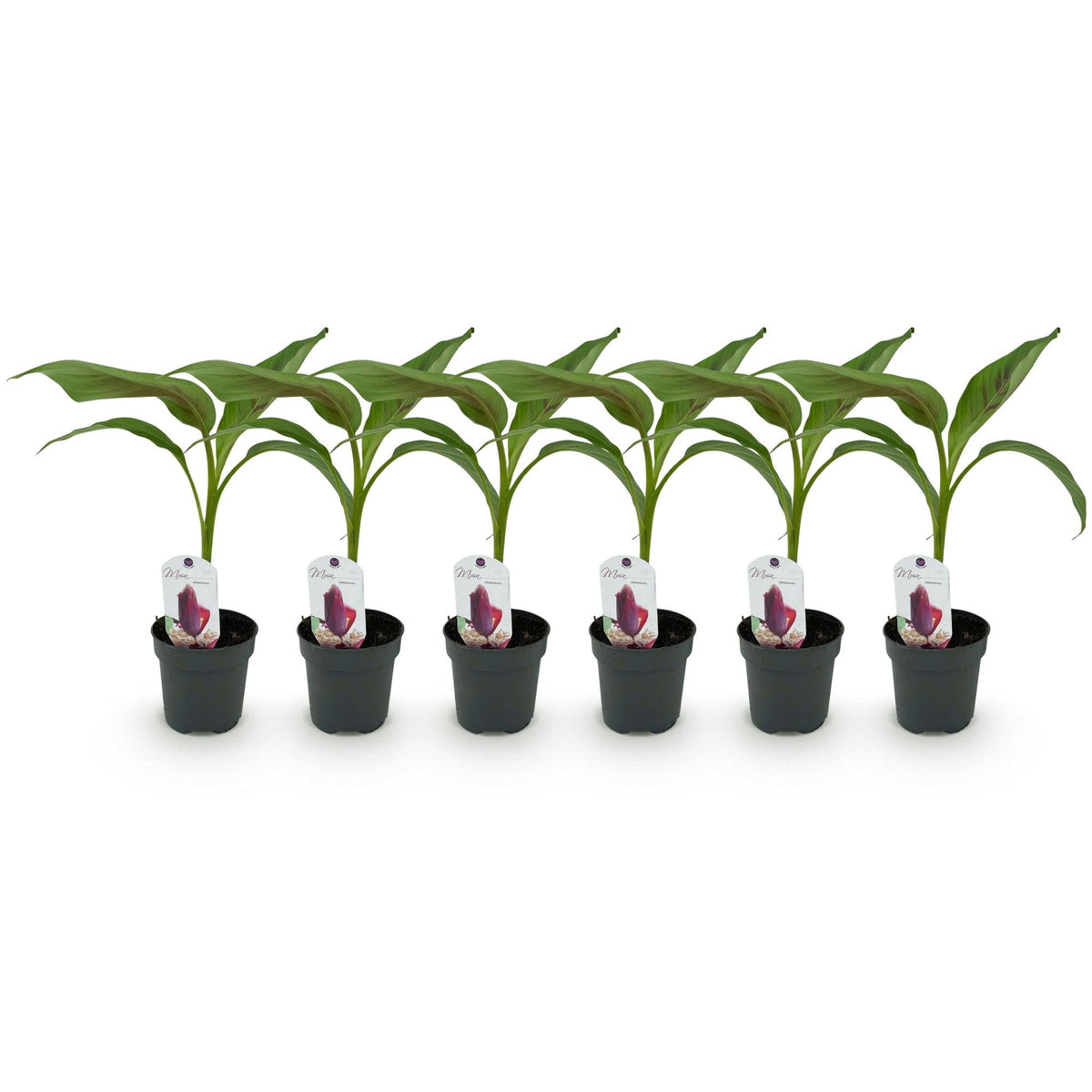 Bananen plant - Musa sikkemensis Red Tiger - Winterhard - 6 planten - Forestbloom