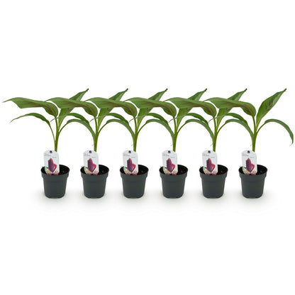 Bananen plant - Musa sikkemensis Red Tiger - Winterhard - 6 planten - Forestbloom
