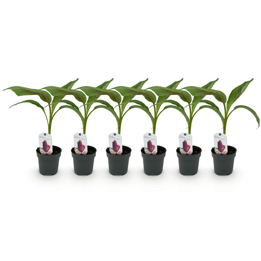Bananen plant - Musa sikkemensis Red Tiger - Winterhard - 6 planten - Forestbloom