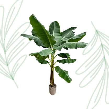 Bananenplant (Musa) - 250 cm - Forestbloom