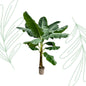 Bananenplant (Musa) - 250 cm - Forestbloom