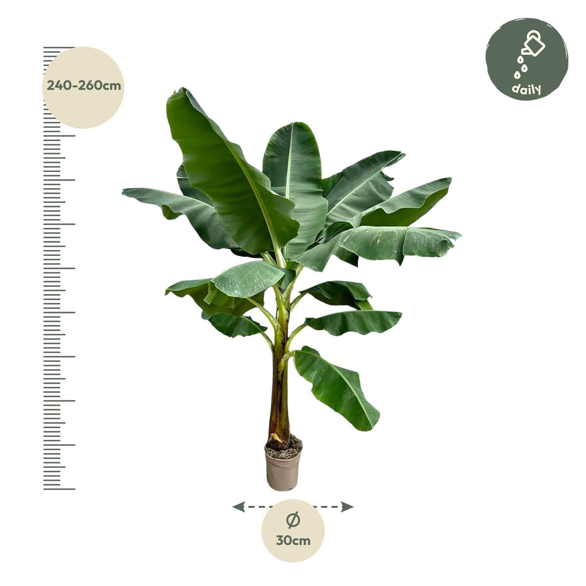 Bananenplant (Musa) - 250 cm - Forestbloom