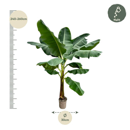 Bananenplant (Musa) - 250 cm - Forestbloom