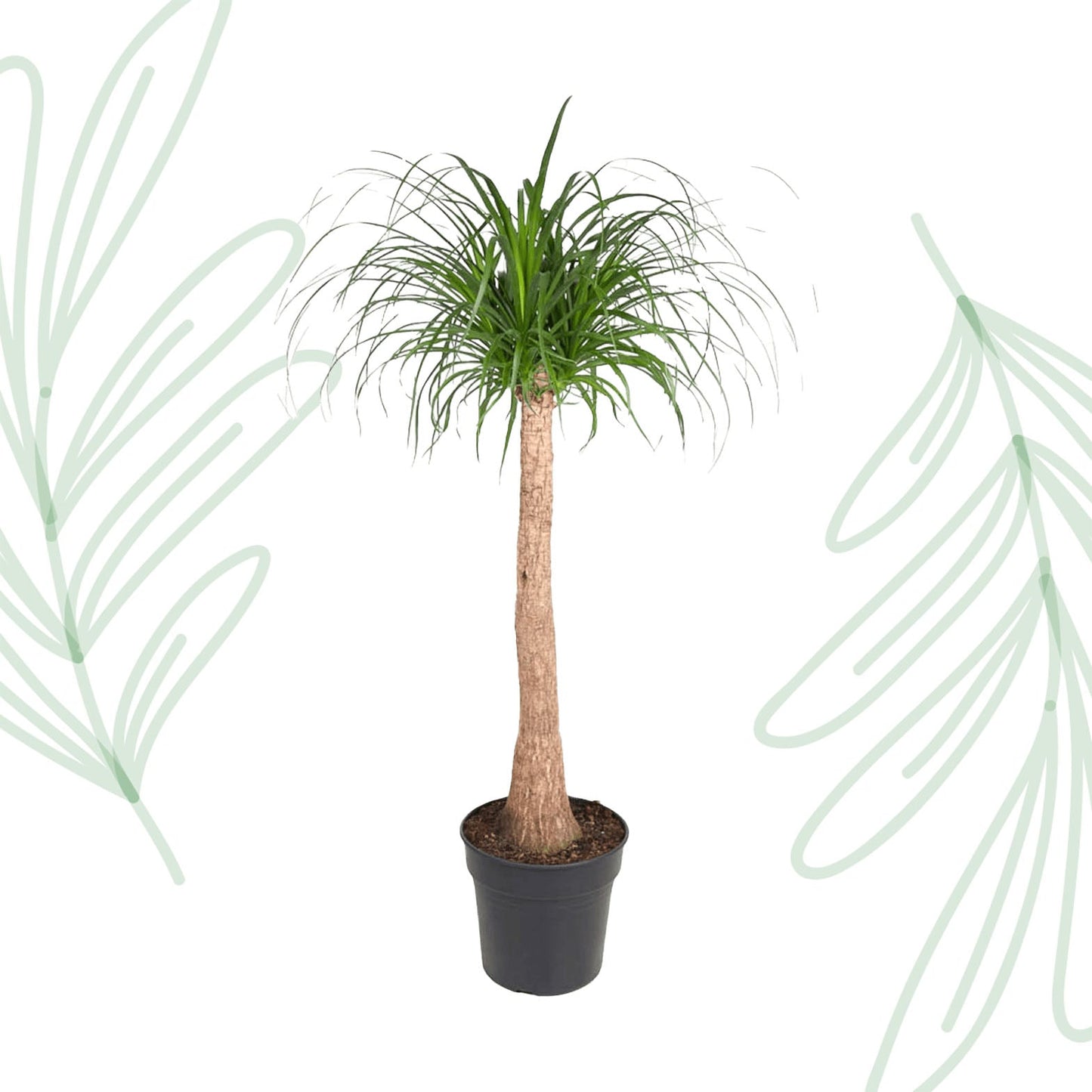 Beaucarnea stam - 120 cm - Forestbloom