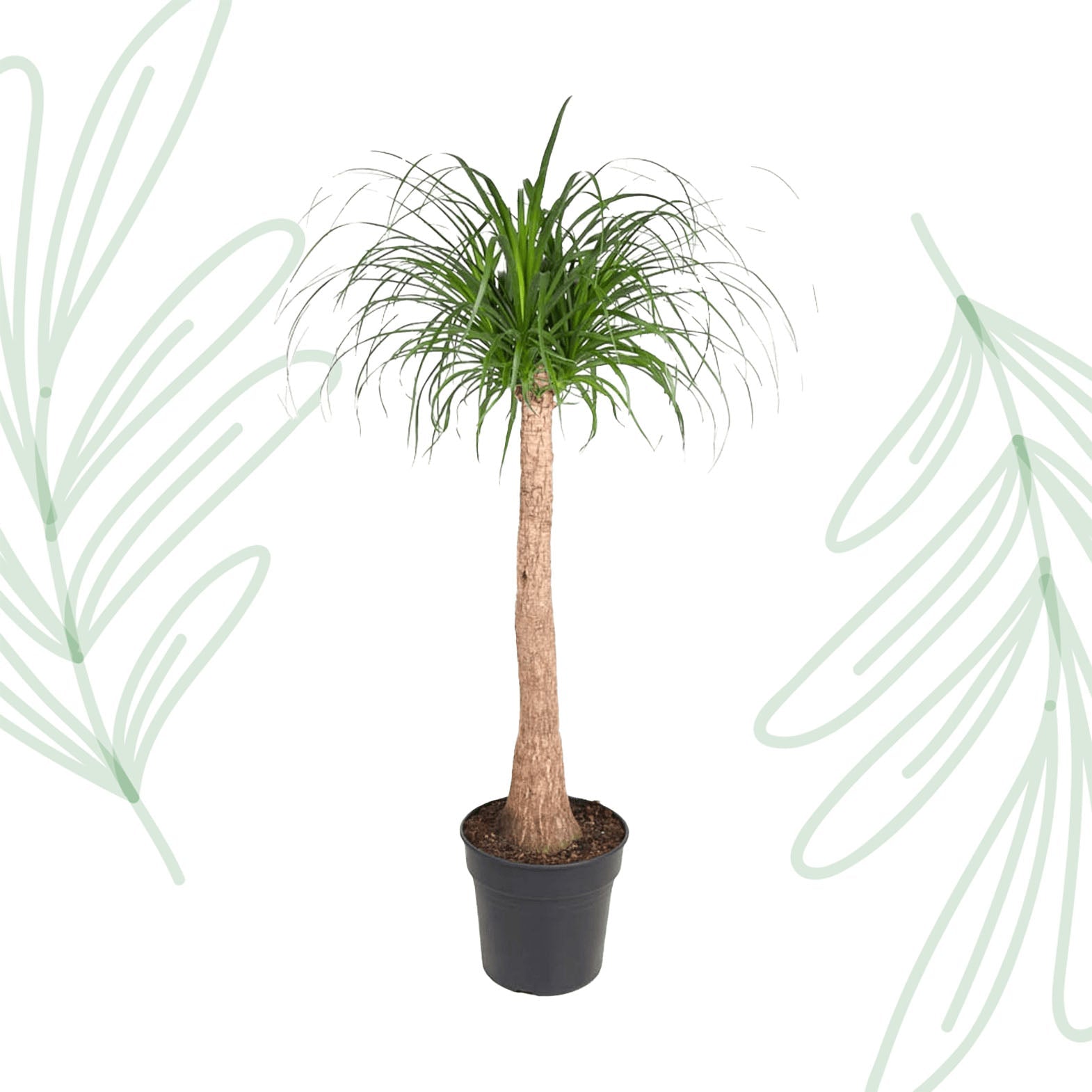 Beaucarnea stam - 120 cm - Forestbloom