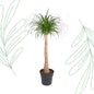 Beaucarnea stam - 120 cm - Forestbloom