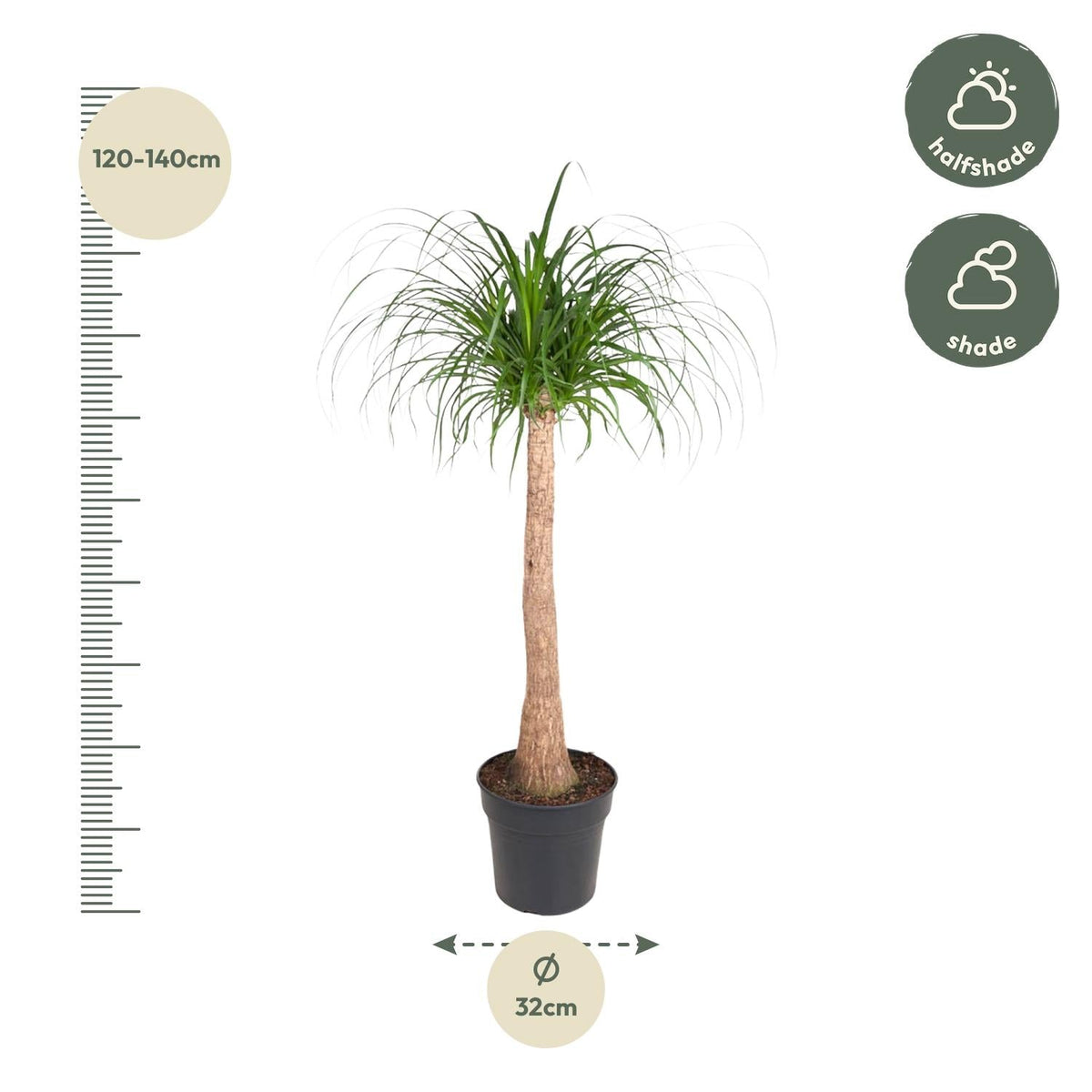 Beaucarnea stam - 120 cm - Forestbloom