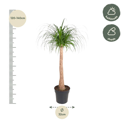 Beaucarnea stam - 120 cm - Forestbloom