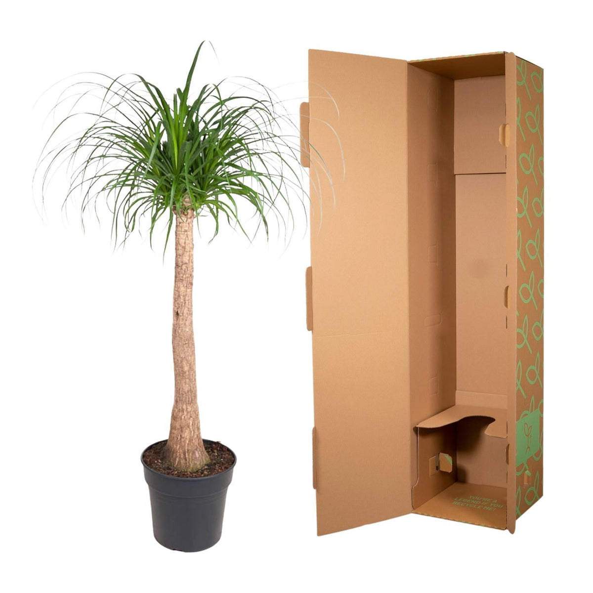 Beaucarnea stam - 120 cm - Forestbloom