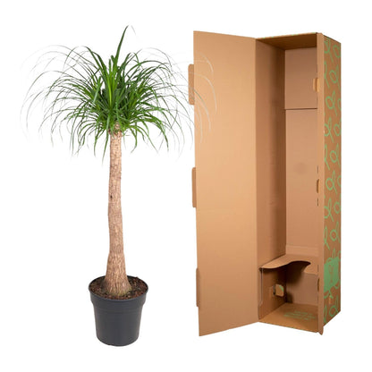 Beaucarnea stam - 120 cm - Forestbloom