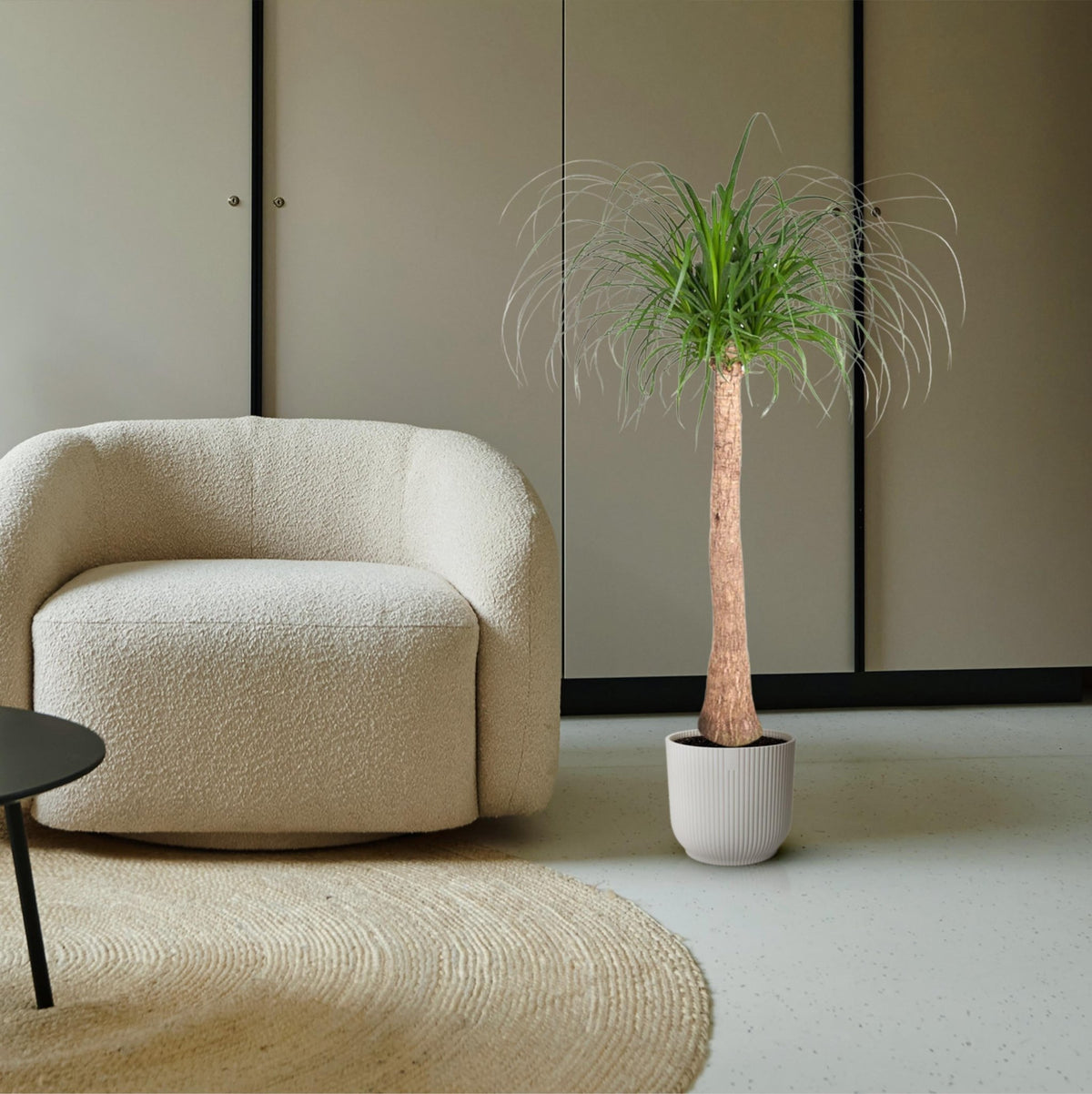 Beaucarnea stam - 120 cm - Forestbloom