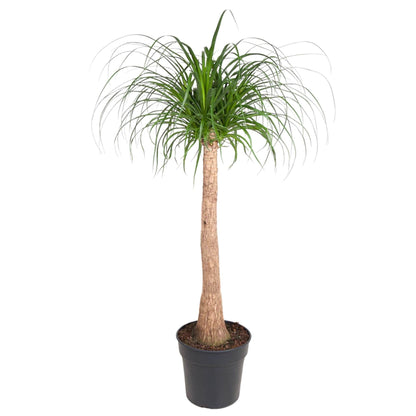 Beaucarnea stam - 120 cm - Forestbloom