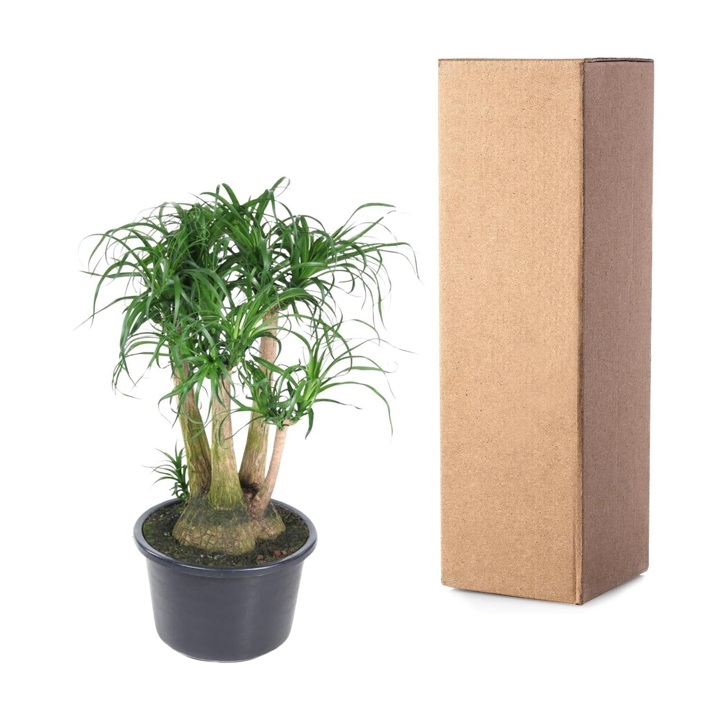 Beaucarnea vertakt - 110 cm - Forestbloom
