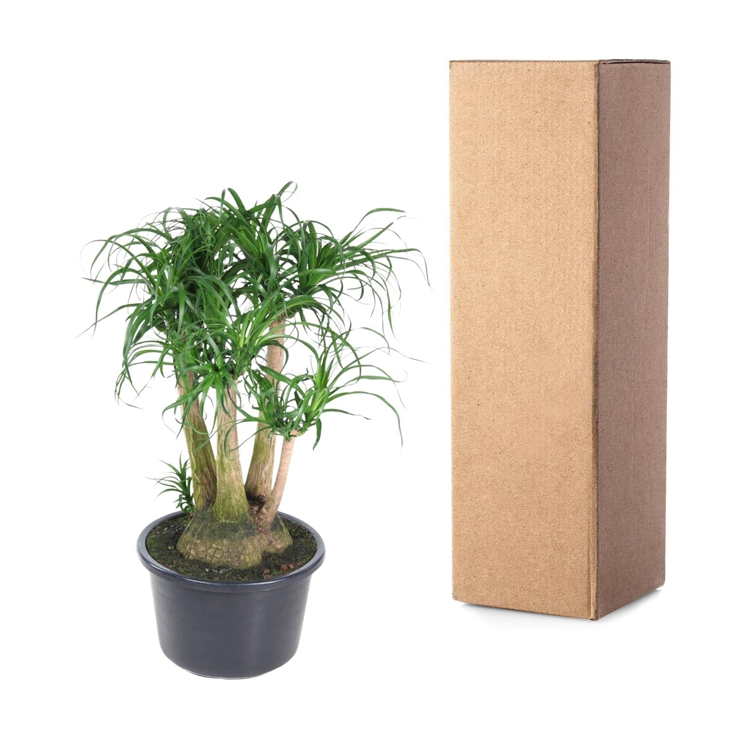 Beaucarnea vertakt - 110 cm - Forestbloom